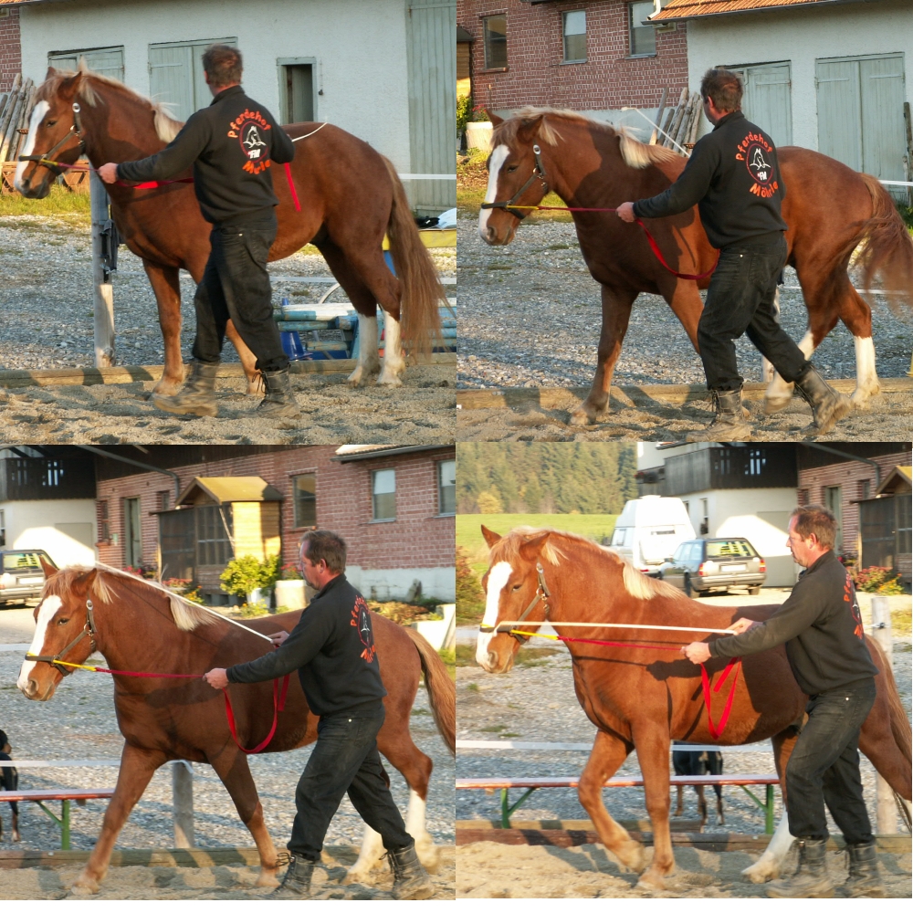 Kurse/delfin.jpg Kurse/delfin.jpg